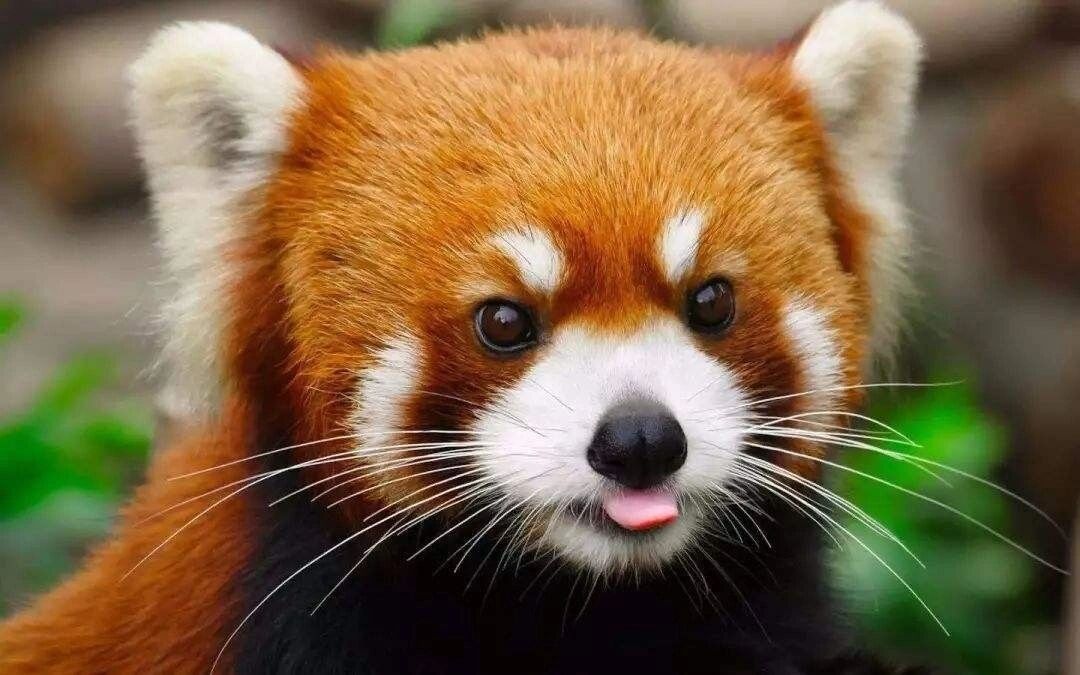 可爱的小熊猫高清图片   谁能拒绝一只超级可爱的小熊猫