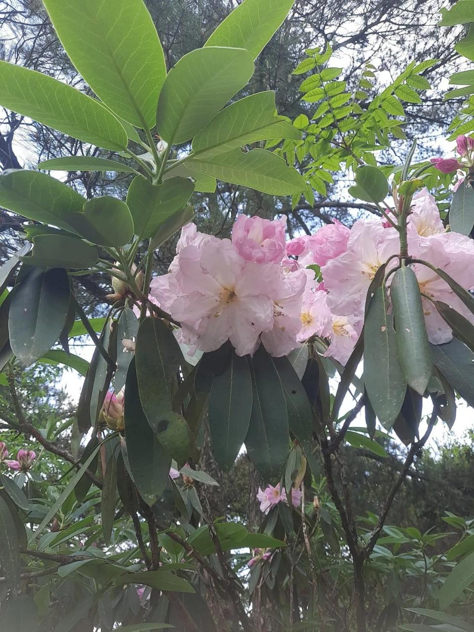 海拔1500米的高山,云锦杜鹃,正直盛花期,美不胜收