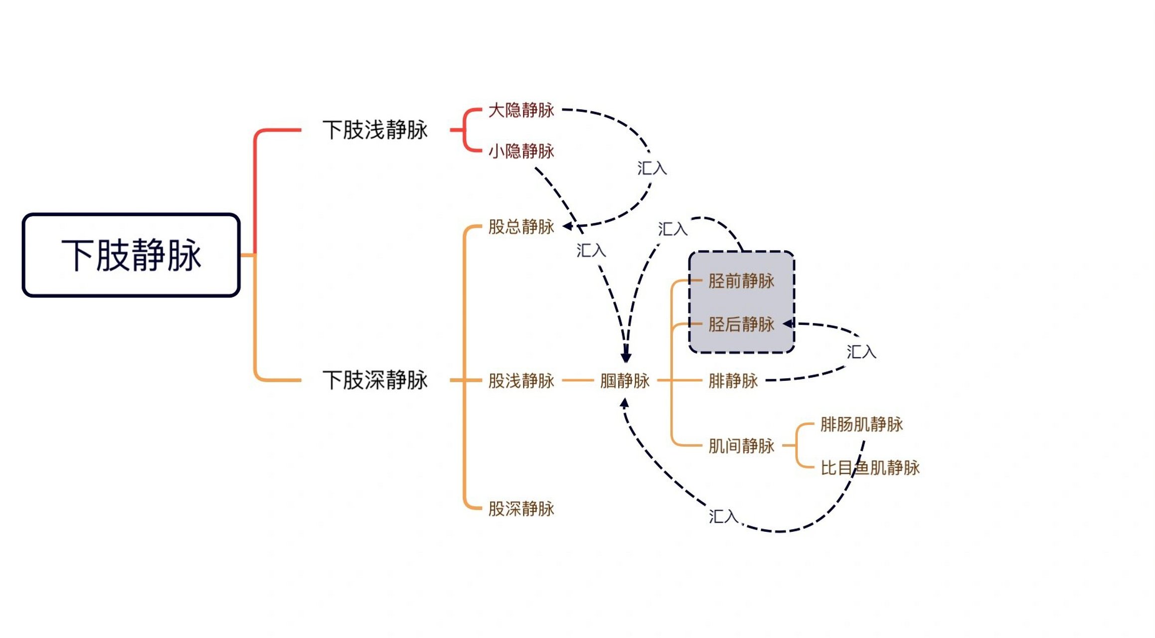 全身最长的浅静脉图片