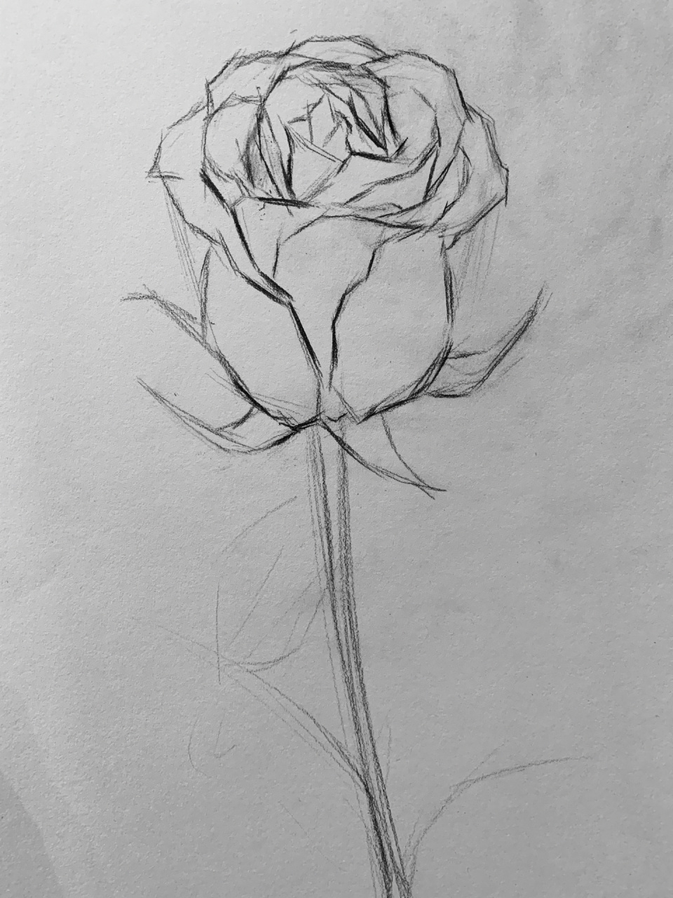 玫瑰花的画法素描图片