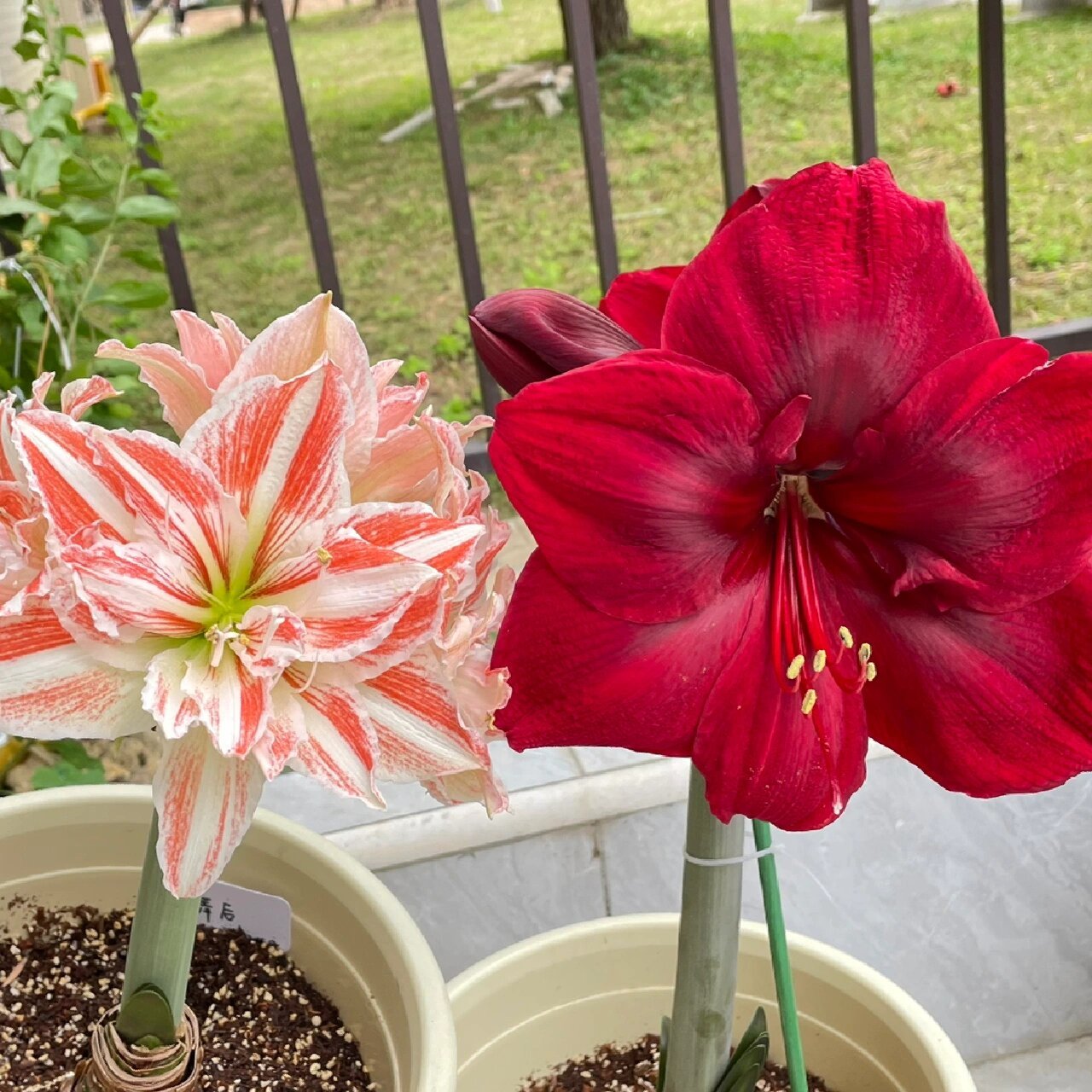 朱顶红-大天后 花朵红得发黑,有丝绒质感,可惜手机拍不出来花也超级大
