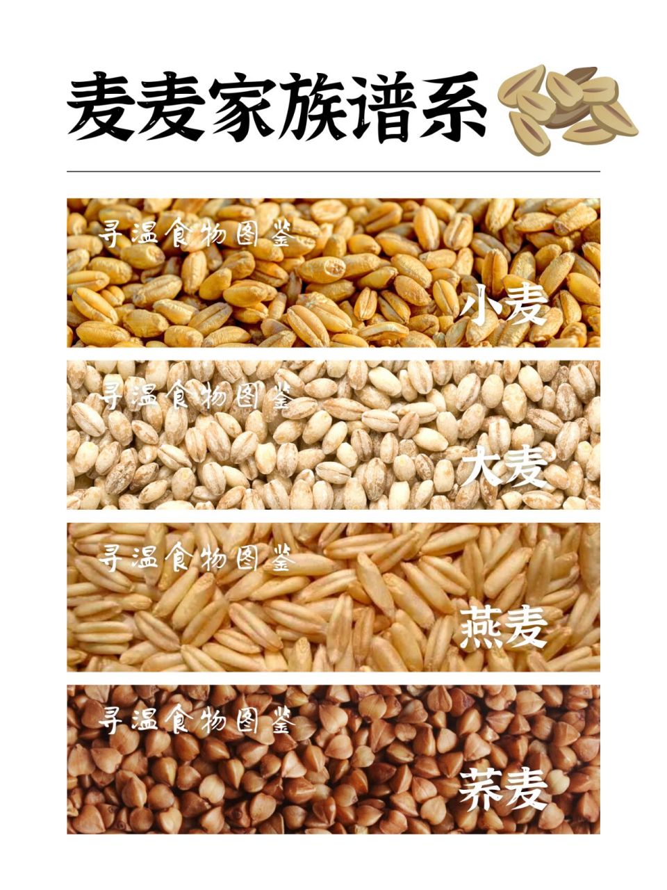 粮食图鉴3|营养能手麦麦家族09 小麦,大麦,燕麦,荞麦经常出现在我们