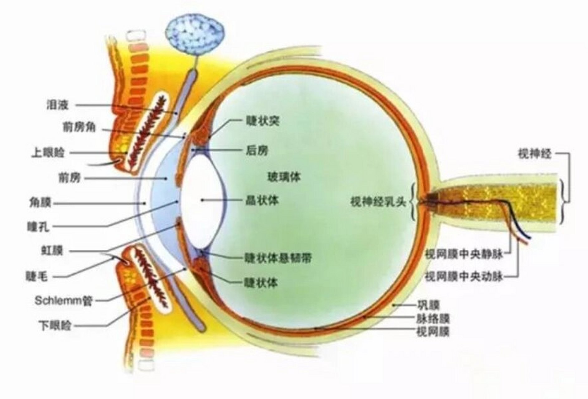 眼球的正面结构图图片