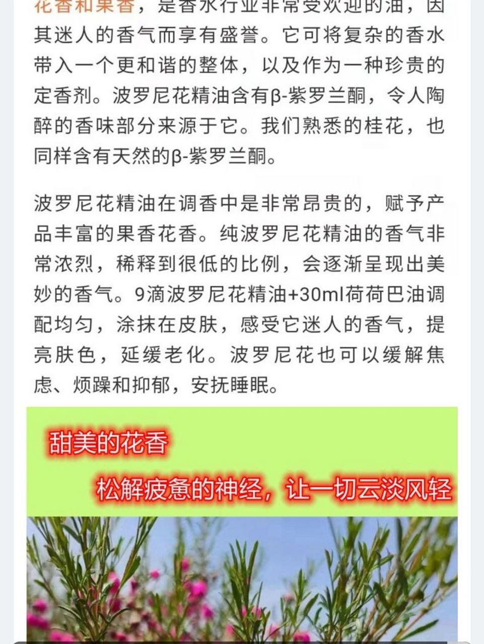 波罗尼花养到开花 估计还有很长一段路要走 心血来潮,买了个新奇特