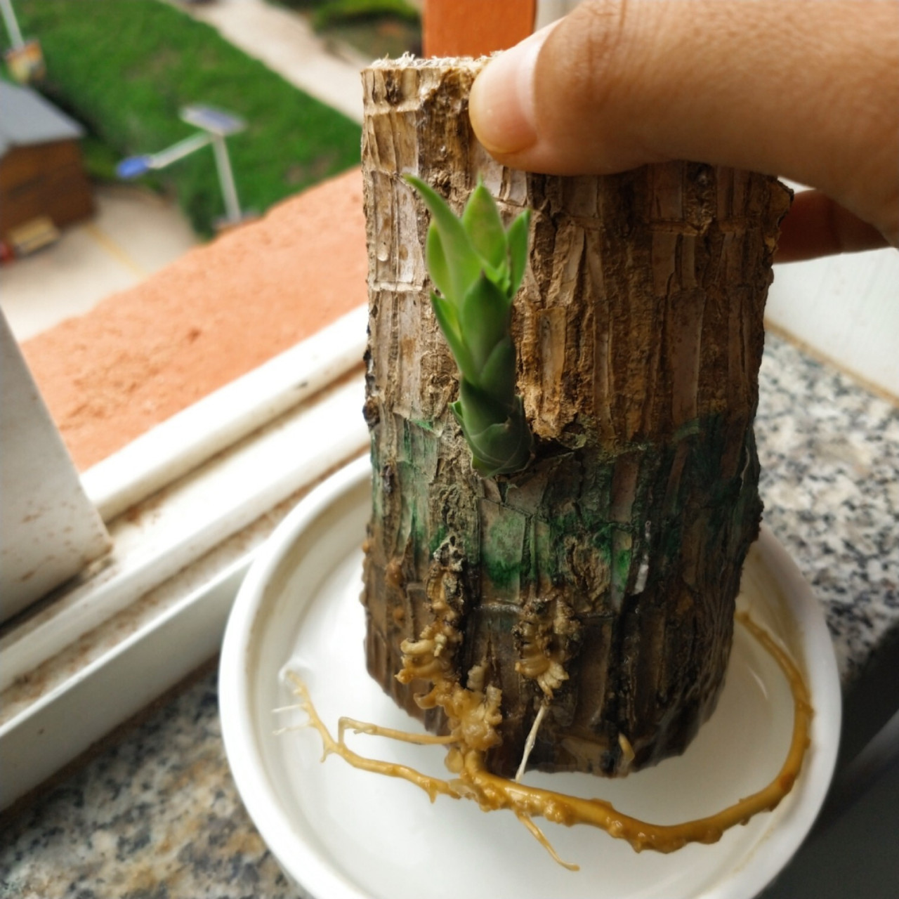 不懂就问 养了半年的巴西木怎么生根了05 去年买了个巴西木养在宿舍