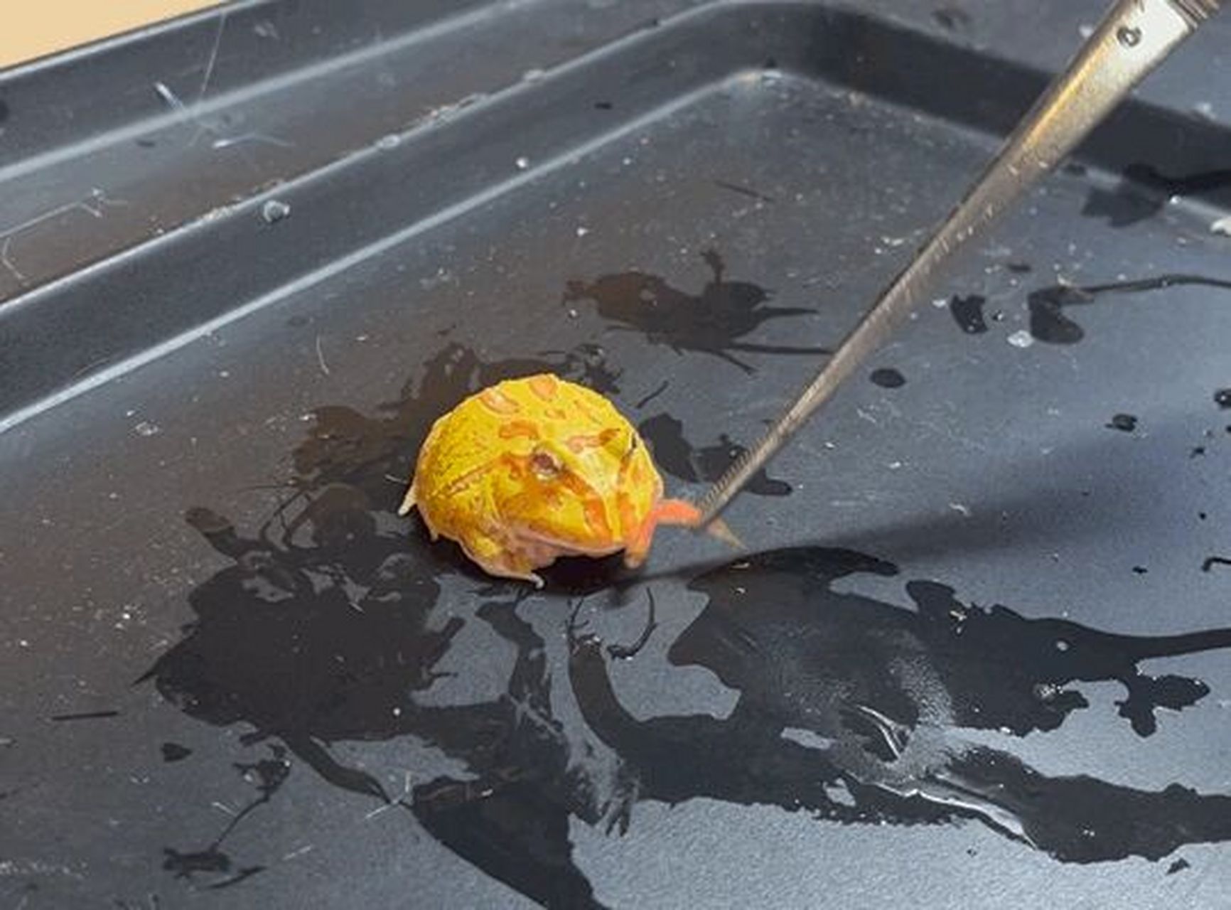 907315角蛙饲养说明03喂食篇7915 02喂食时使用镊子