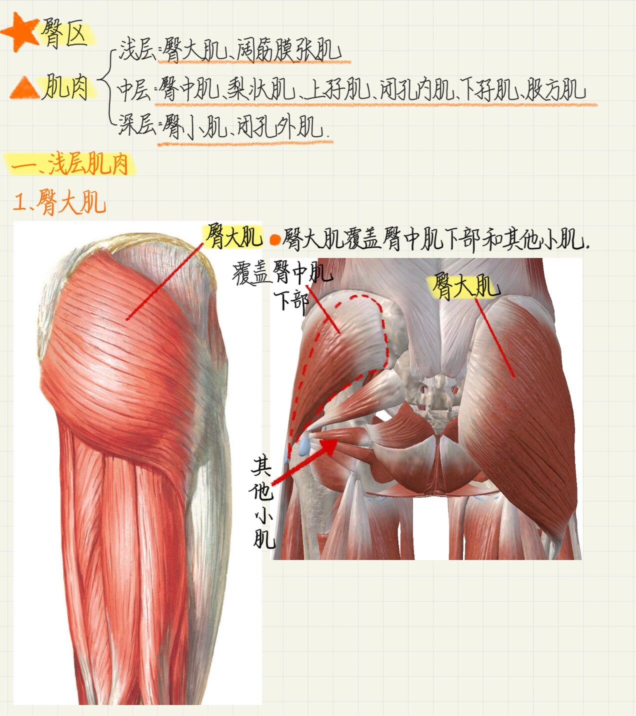 系统解剖学