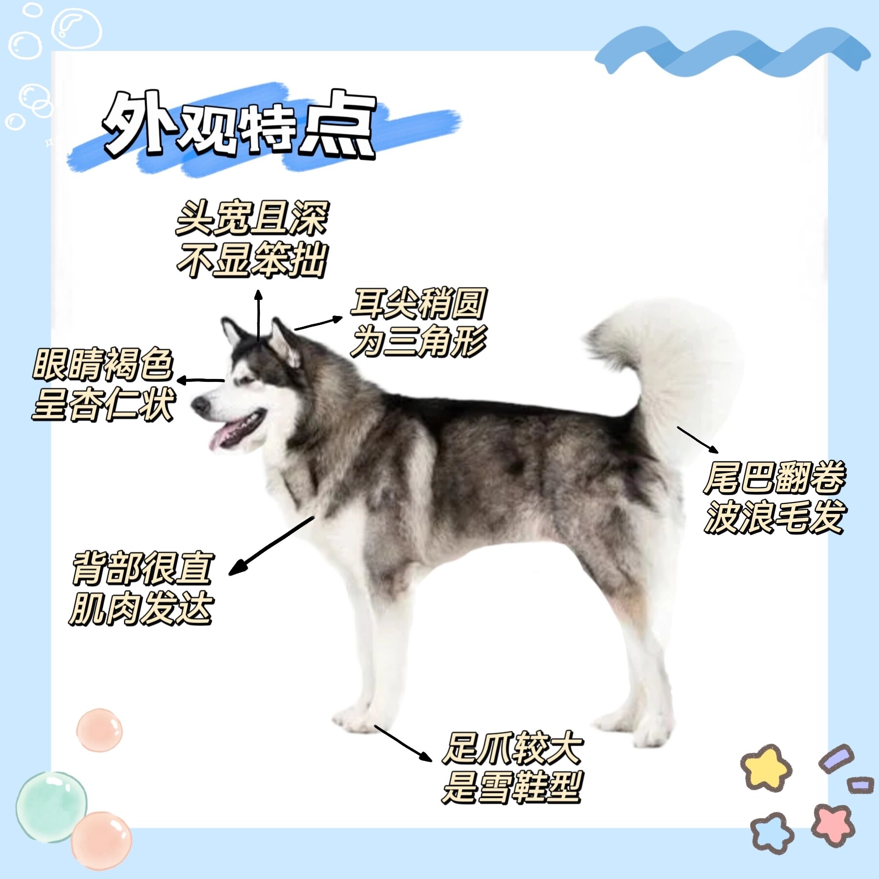 阿拉斯加犬智商图片