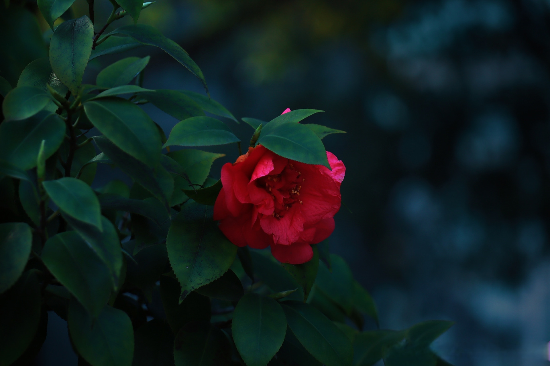 橙汁分享# 分享一波今日校园图