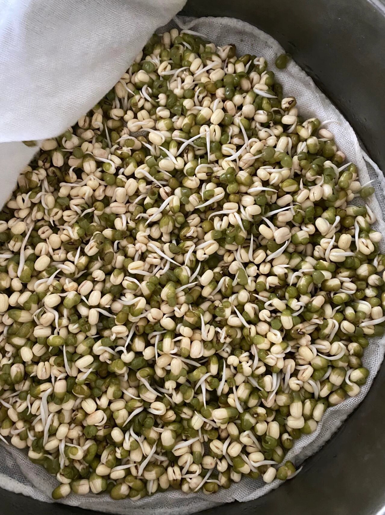 发绿豆芽第三天,没忍住快速掀开拍了照