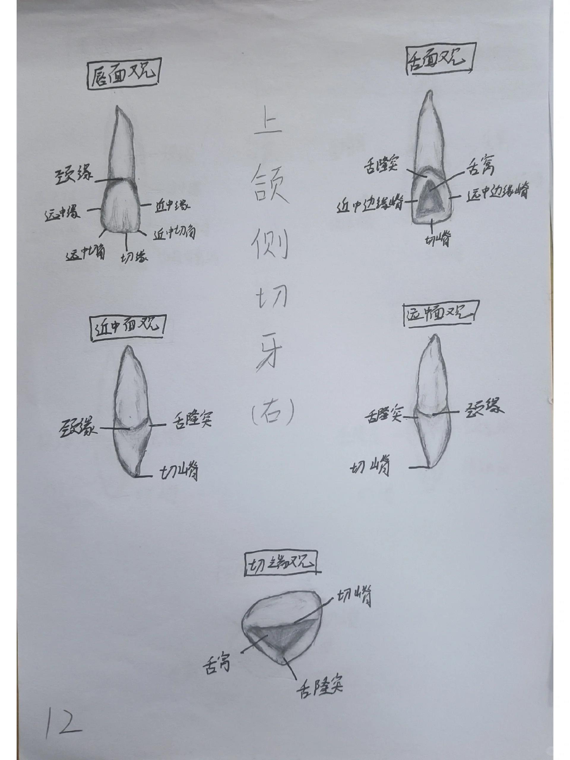 牙本质绘图图片