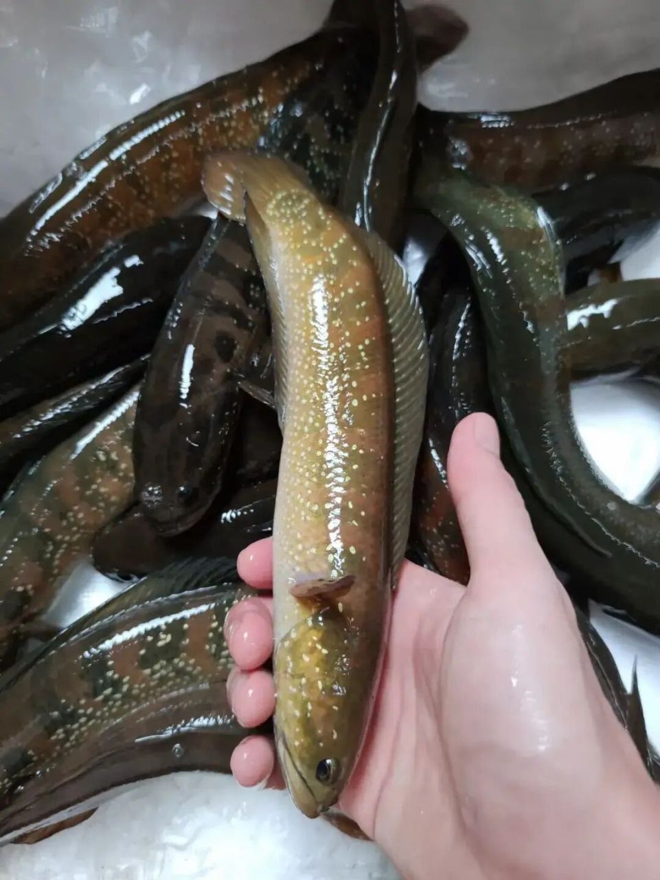 七星鱼,怎么做好吃