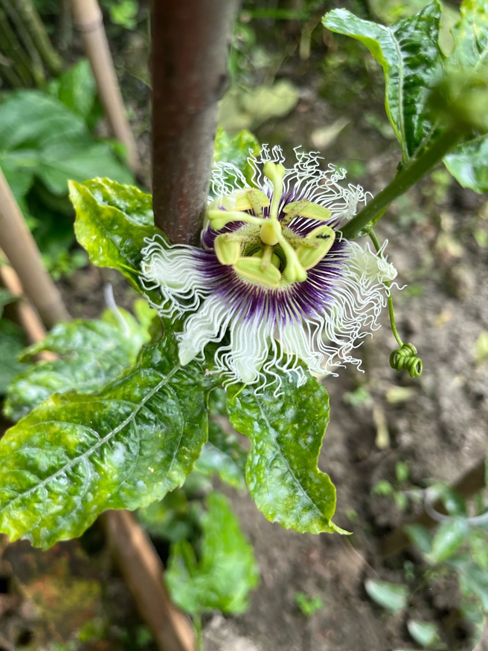 百香果叶子黄斑纹,是营养不良还是生病了 怎么破呀?友友们