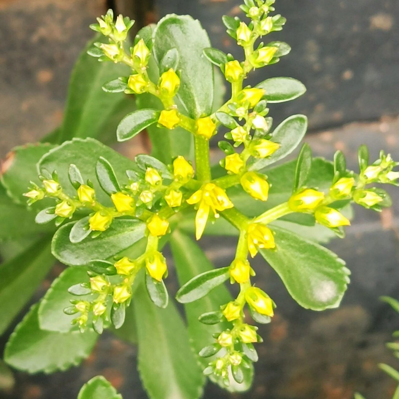 费菜,有着黄灿灿的五星花 费菜是蔷薇目,景天科,费菜属,多年生草本