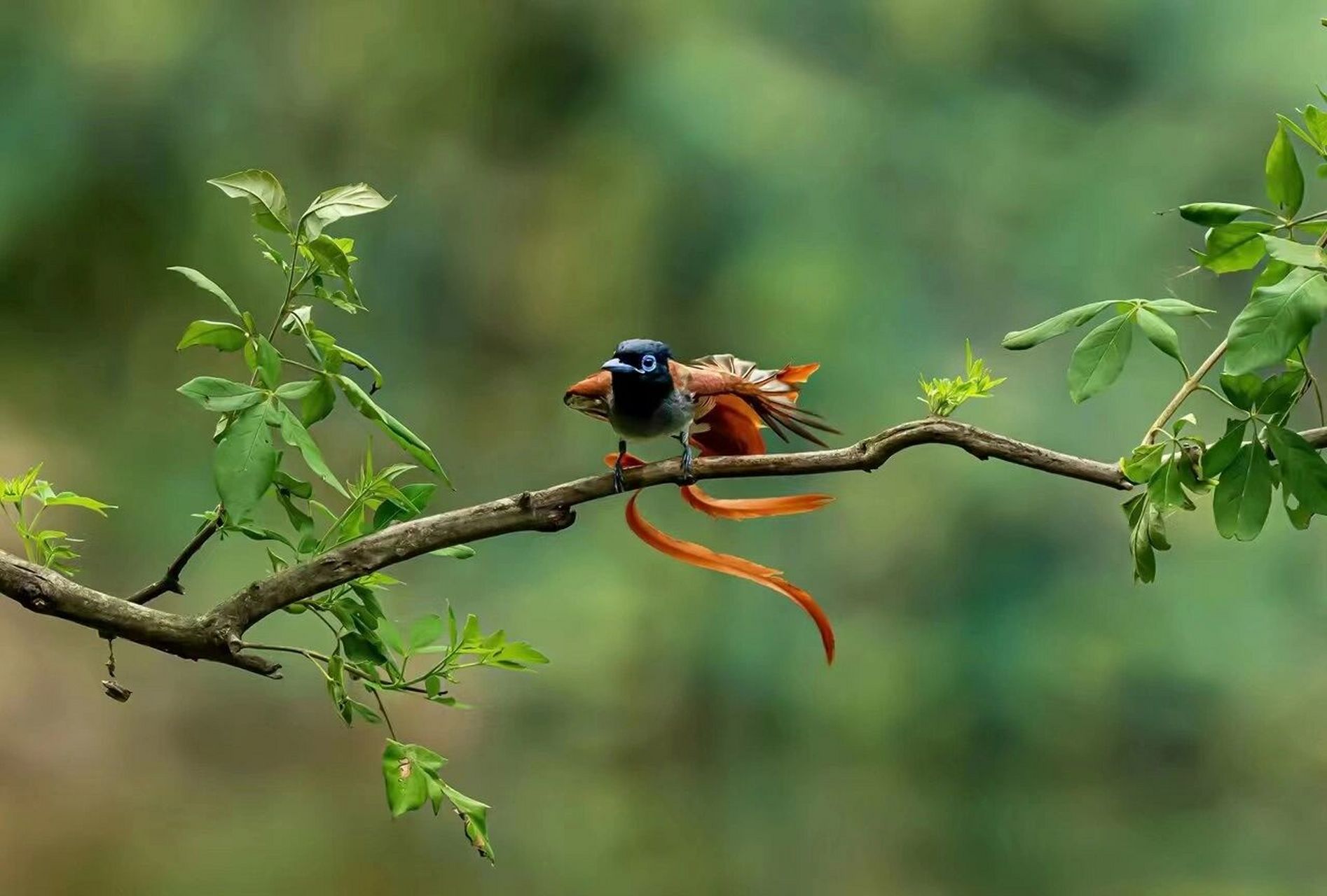 入伏第一天,分享美照 《红绶带鸟》摄于河南董寨