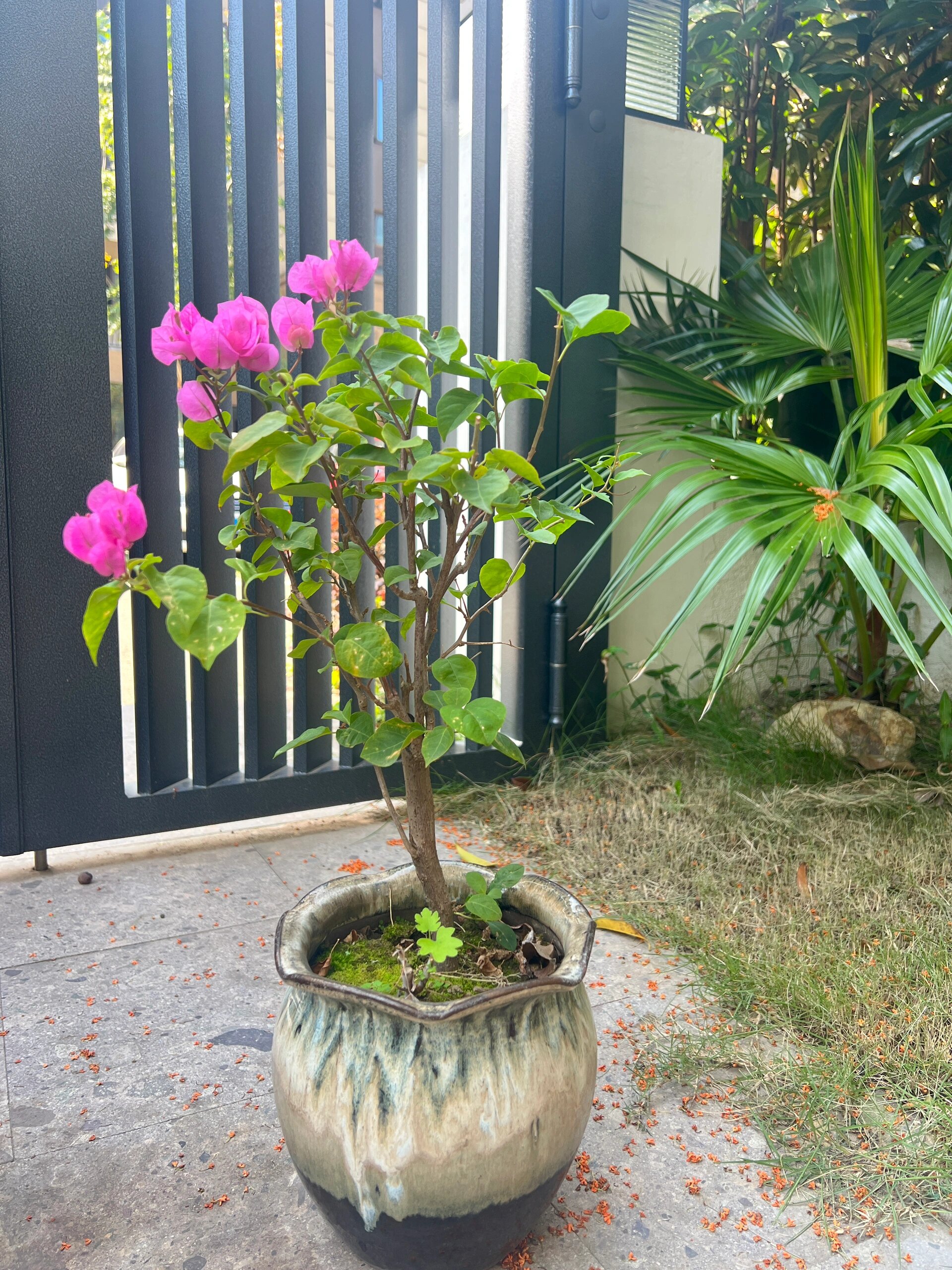 三角梅:红粉佳人 春天时候入的两棵红粉佳人,一棵打造飘枝,一棵打算剪