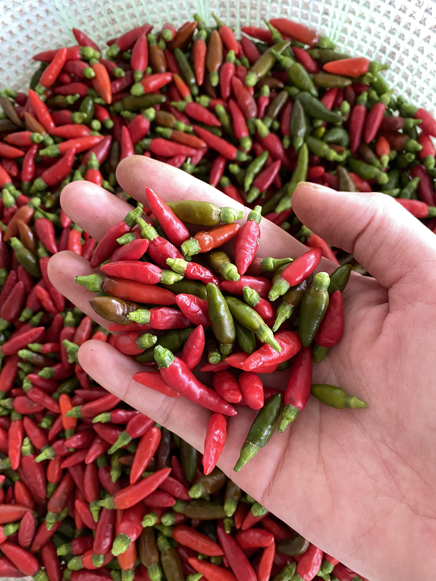 1111 海南小米辣