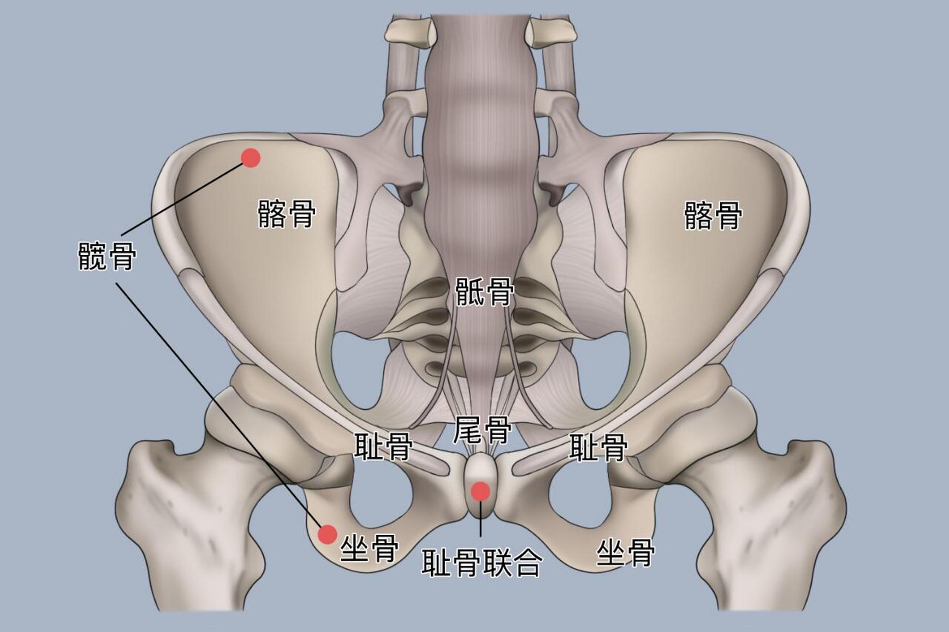 髋骨身体部位图片