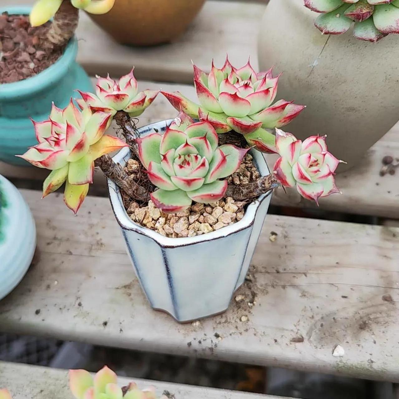 乌拉克拉  5.血燕  6.血滴子 7.罗绮  8.丝绸面纱  9.天鹅绒