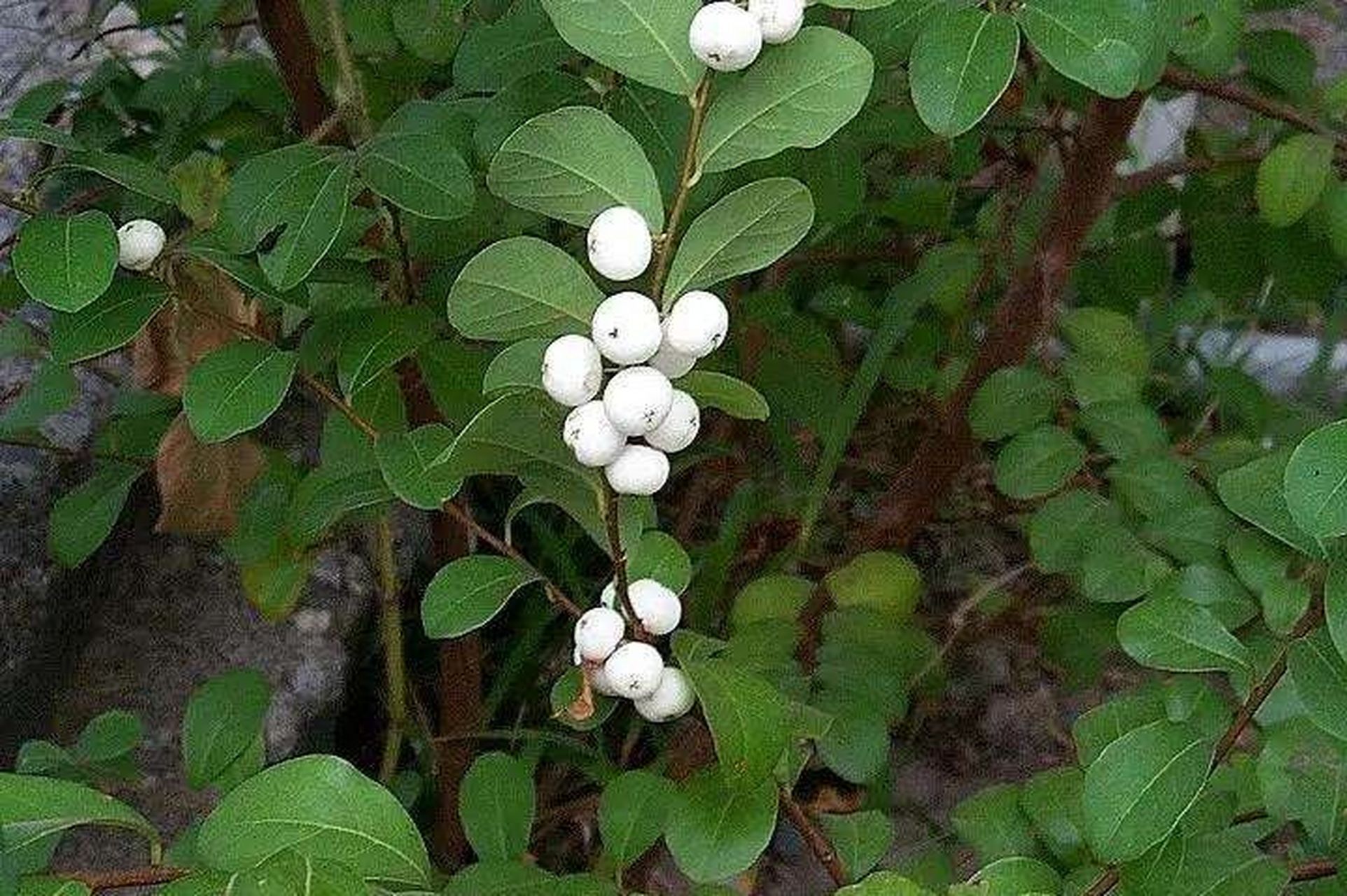 鱼眼木～白饭树 白饭树是大戟科白饭树属灌木.