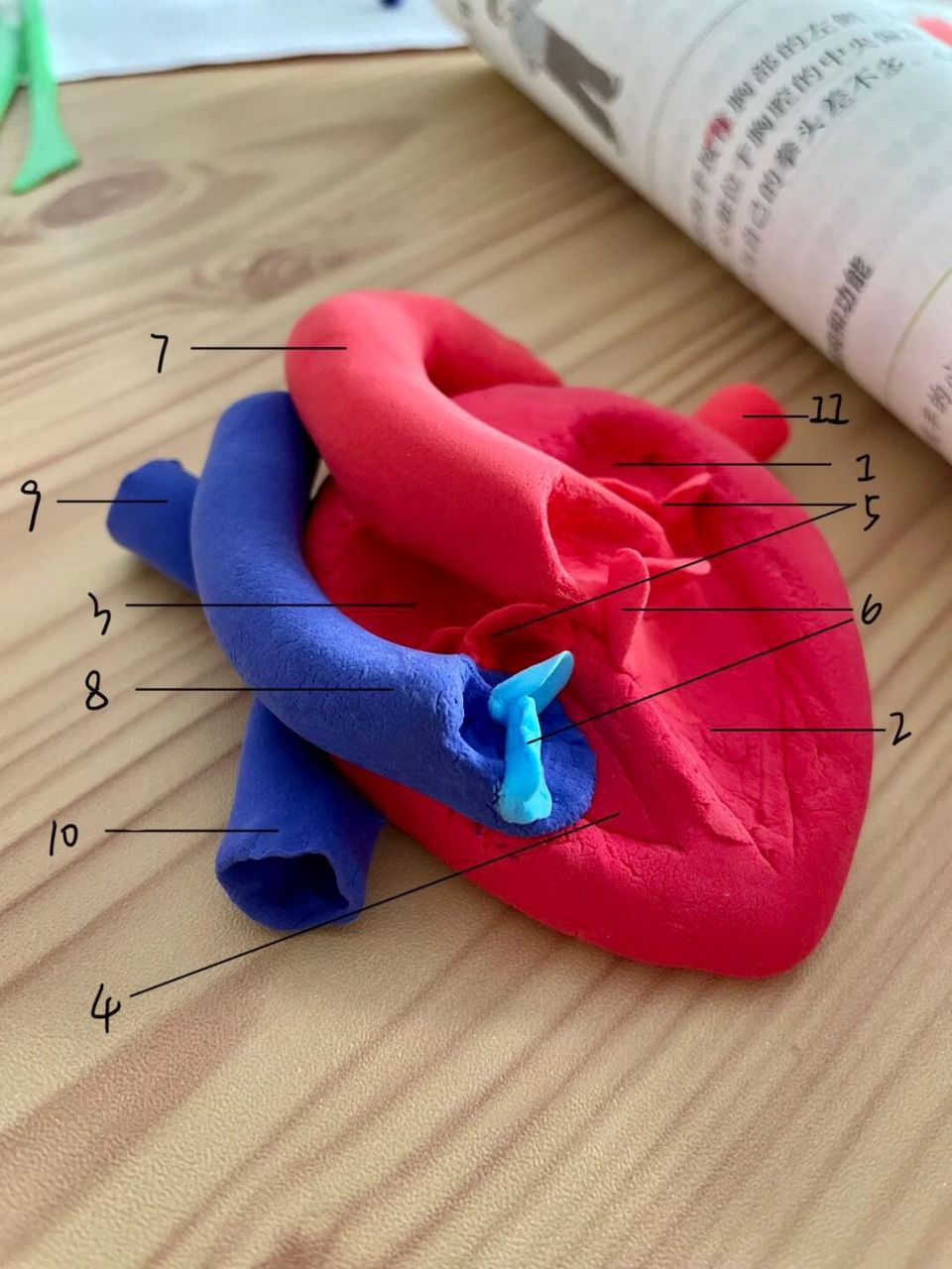心脏模型 制作方法图片