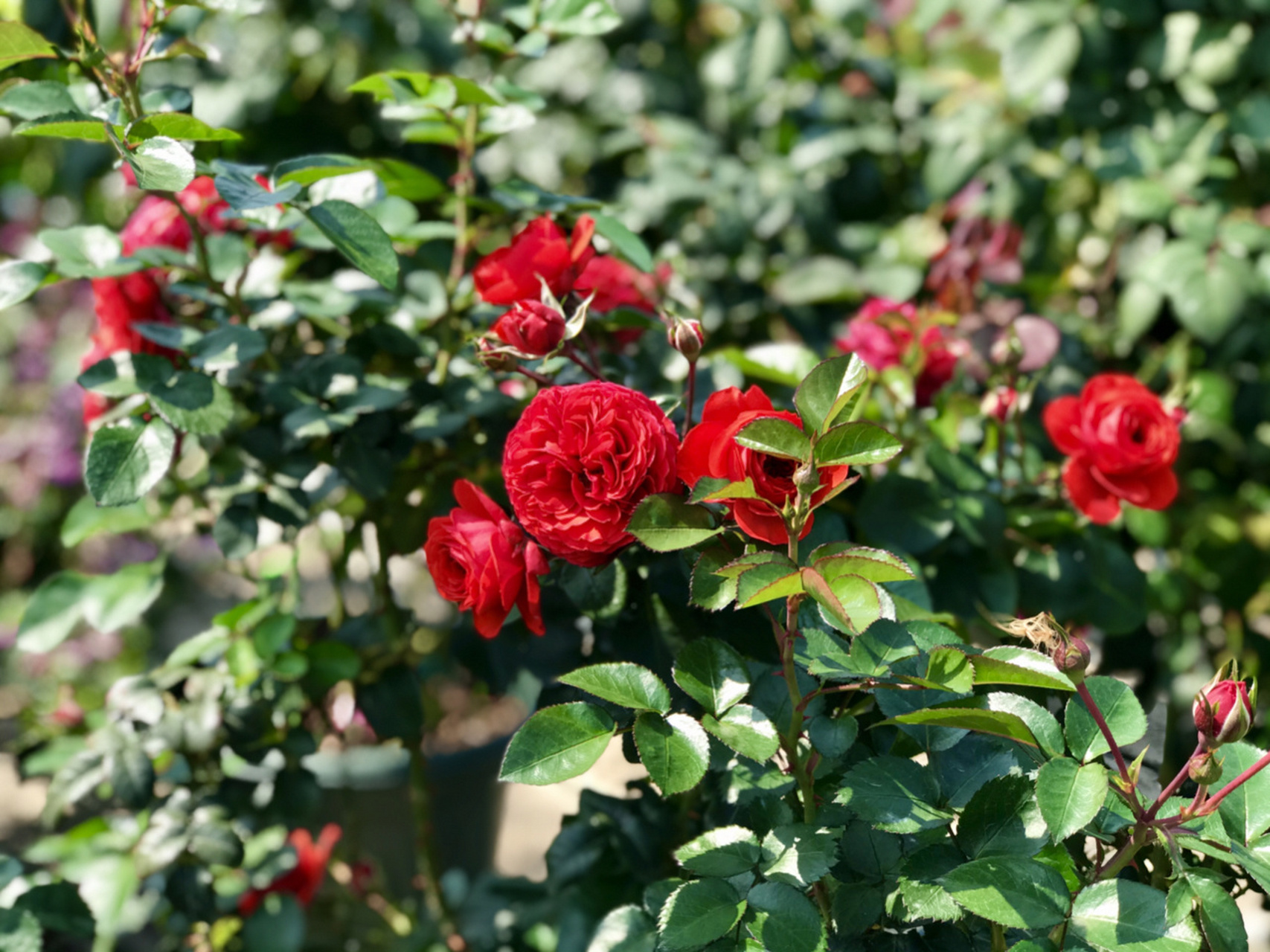 奇卡门廊月季/花量大多头爆花/耐热/微月 奇卡门廊月季一旦群开,开爆