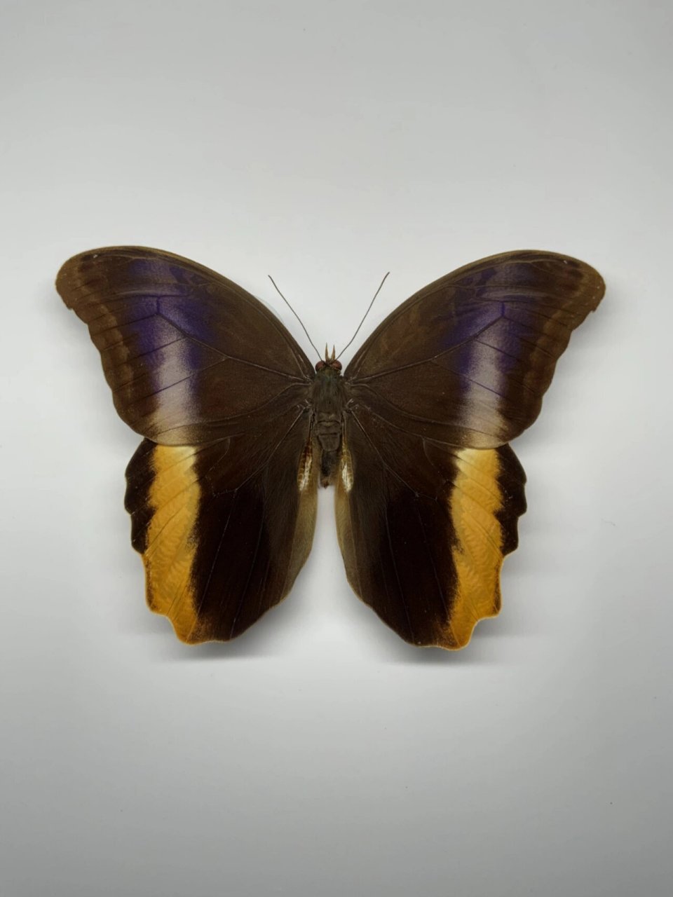 黑猫头鹰环蝶(caligo atreus) 黑猫头鹰环蝶(caligo atreus) 巨大的
