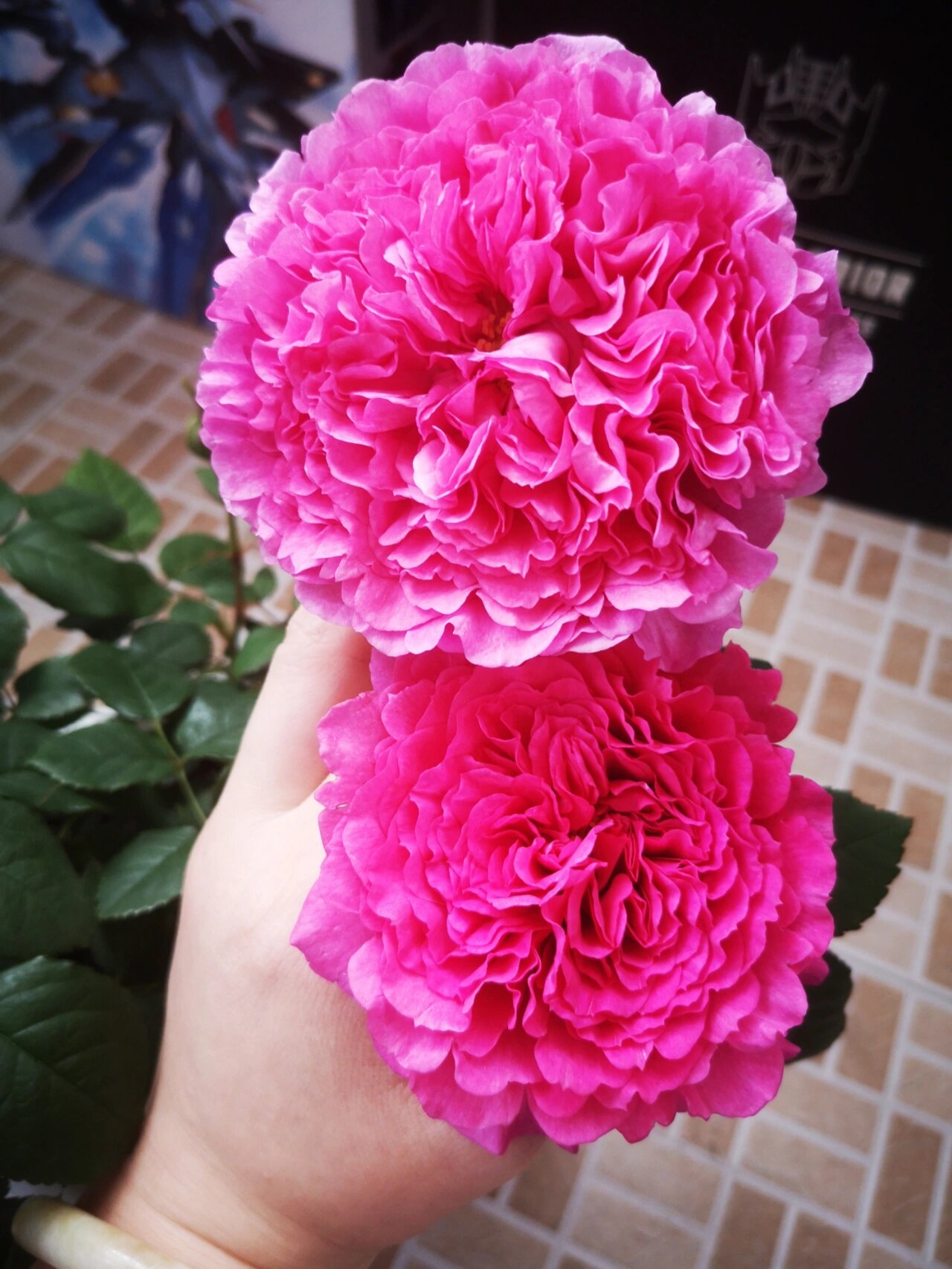 月季-扇子 去年秋天入的扇子,今年春天开了第一波花.