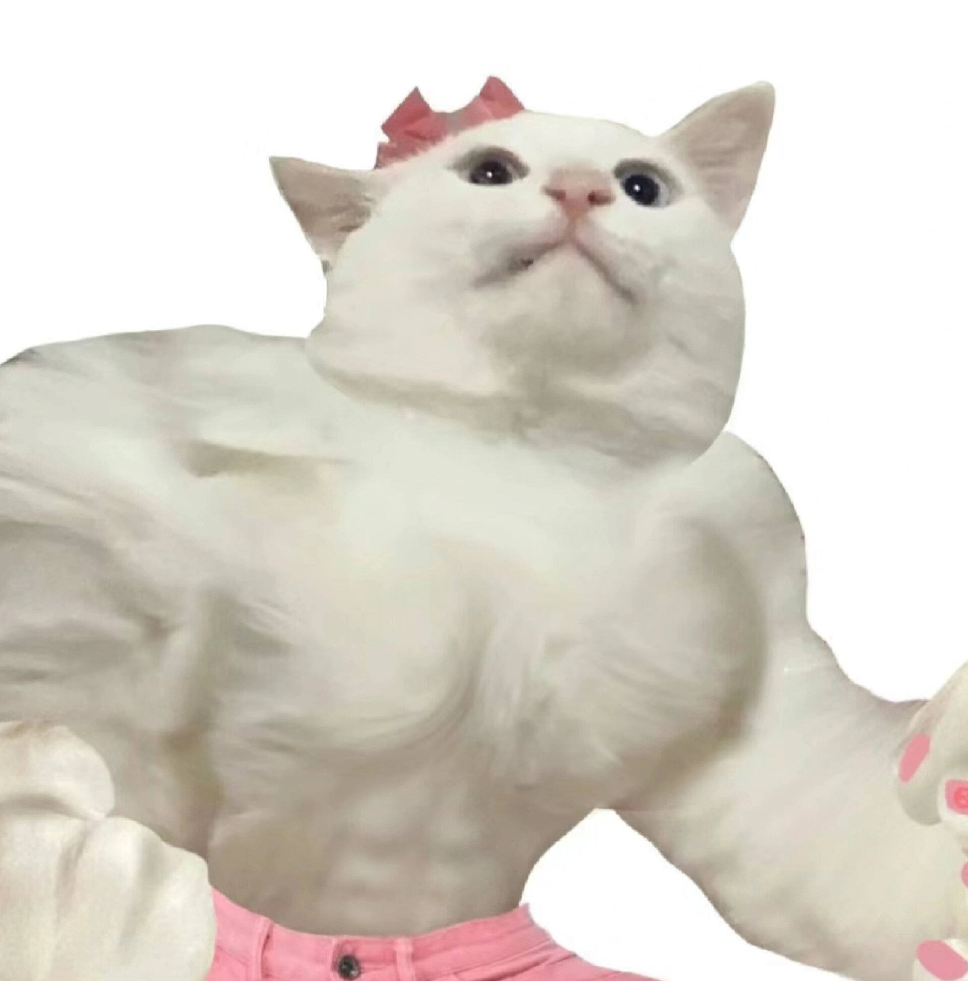 18个搞怪小猫头像