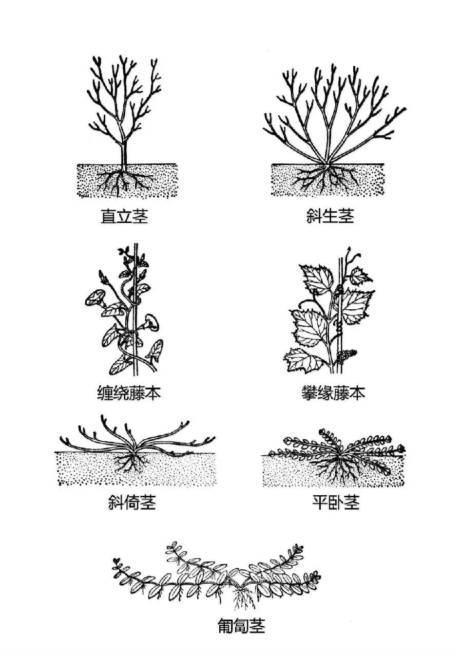 茎的结构图解图片