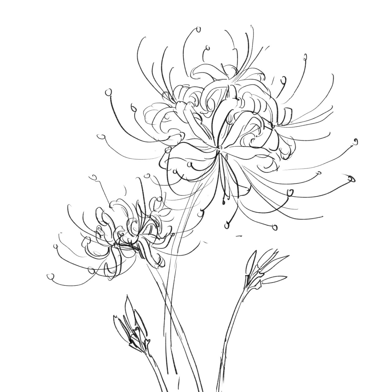 国风插画花卉元素线稿积累2——彼岸花