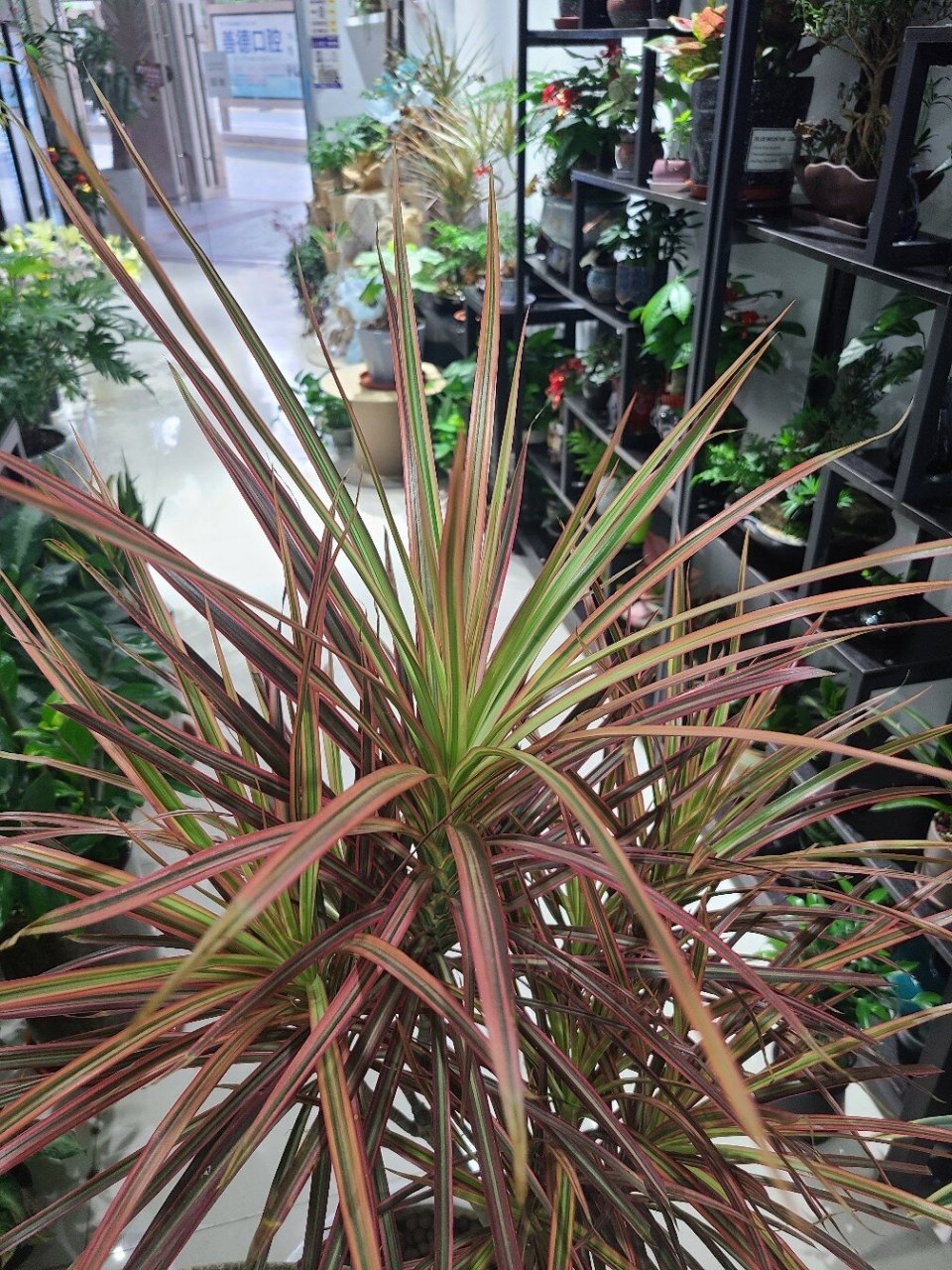 千年木,红边龙血树 多用于装饰公共空间.