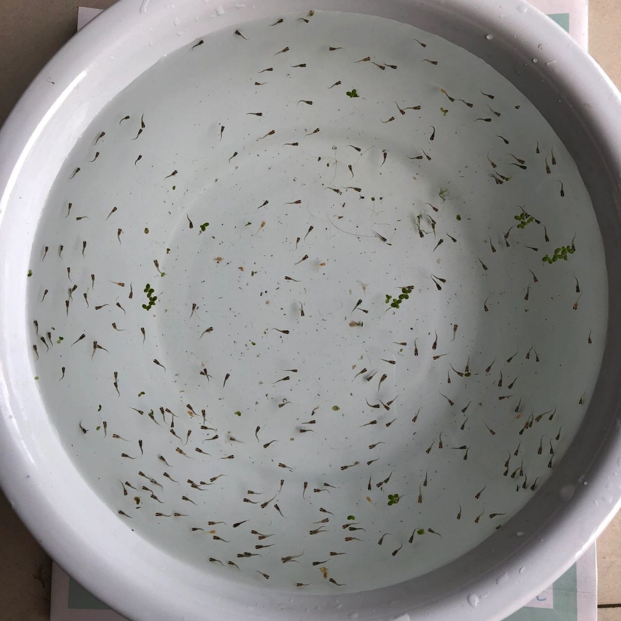 吐血总结孔雀鱼苗快速长大的喂养方法 94孔雀鱼鱼苗(1个月内)最好少