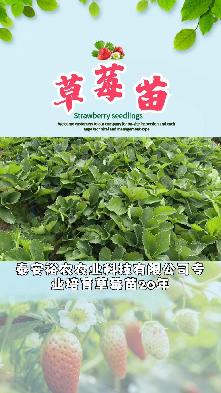 华艳草莓苗品种介绍图片