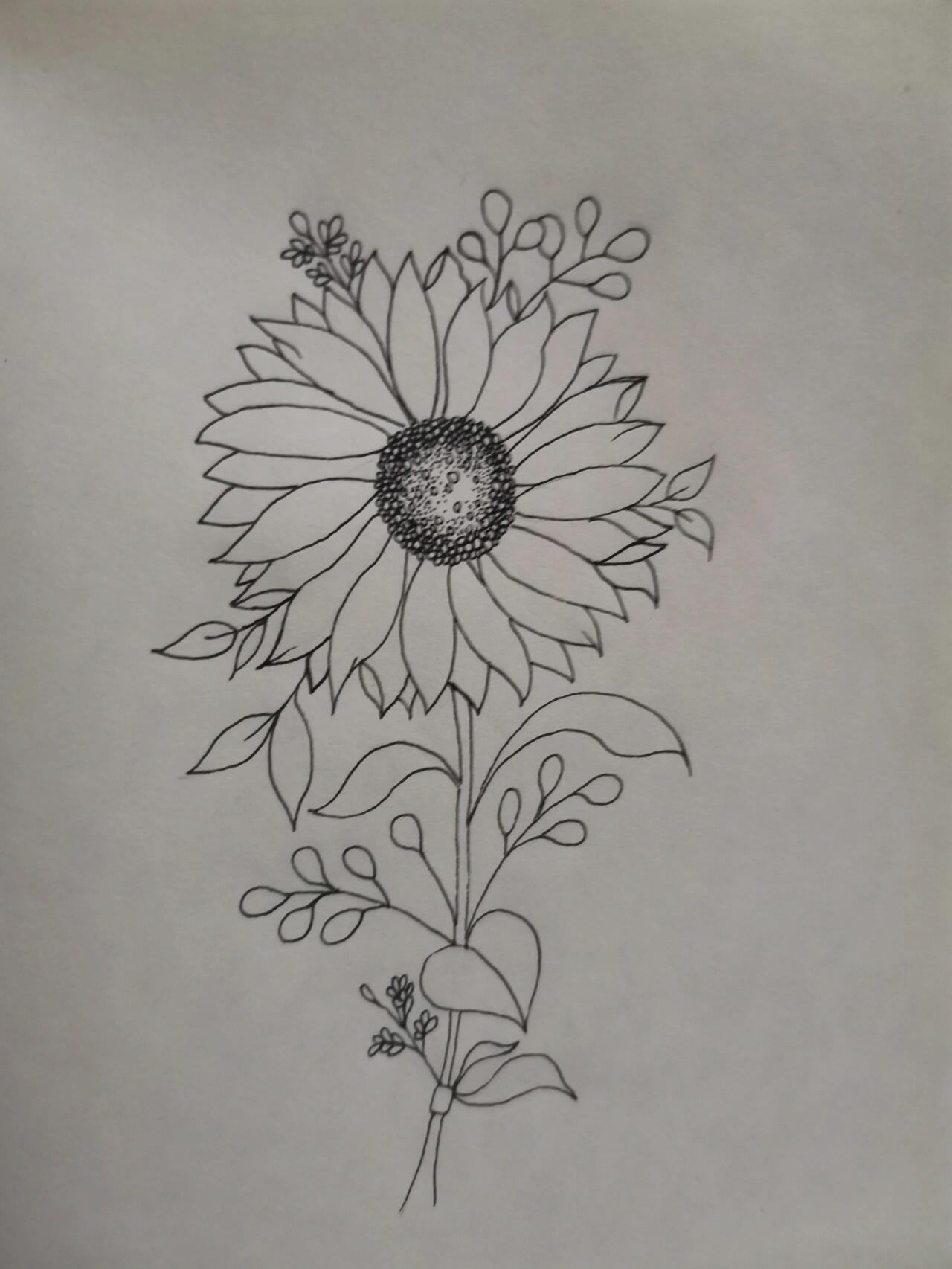 原来向日葵花卉黑白画可以这么好看 今天这一副是根据三副不同的画