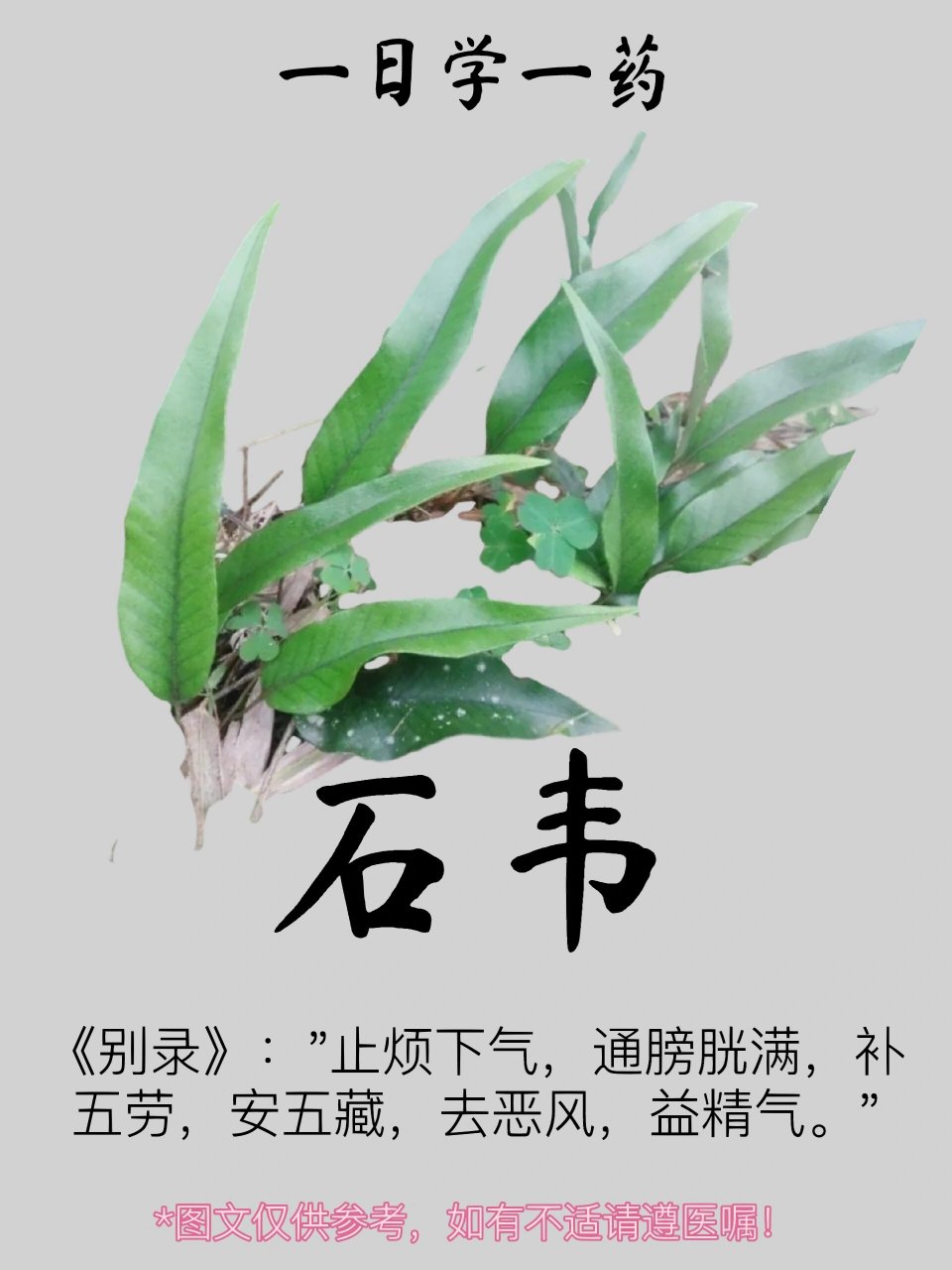 石韦草药是治什么病图片