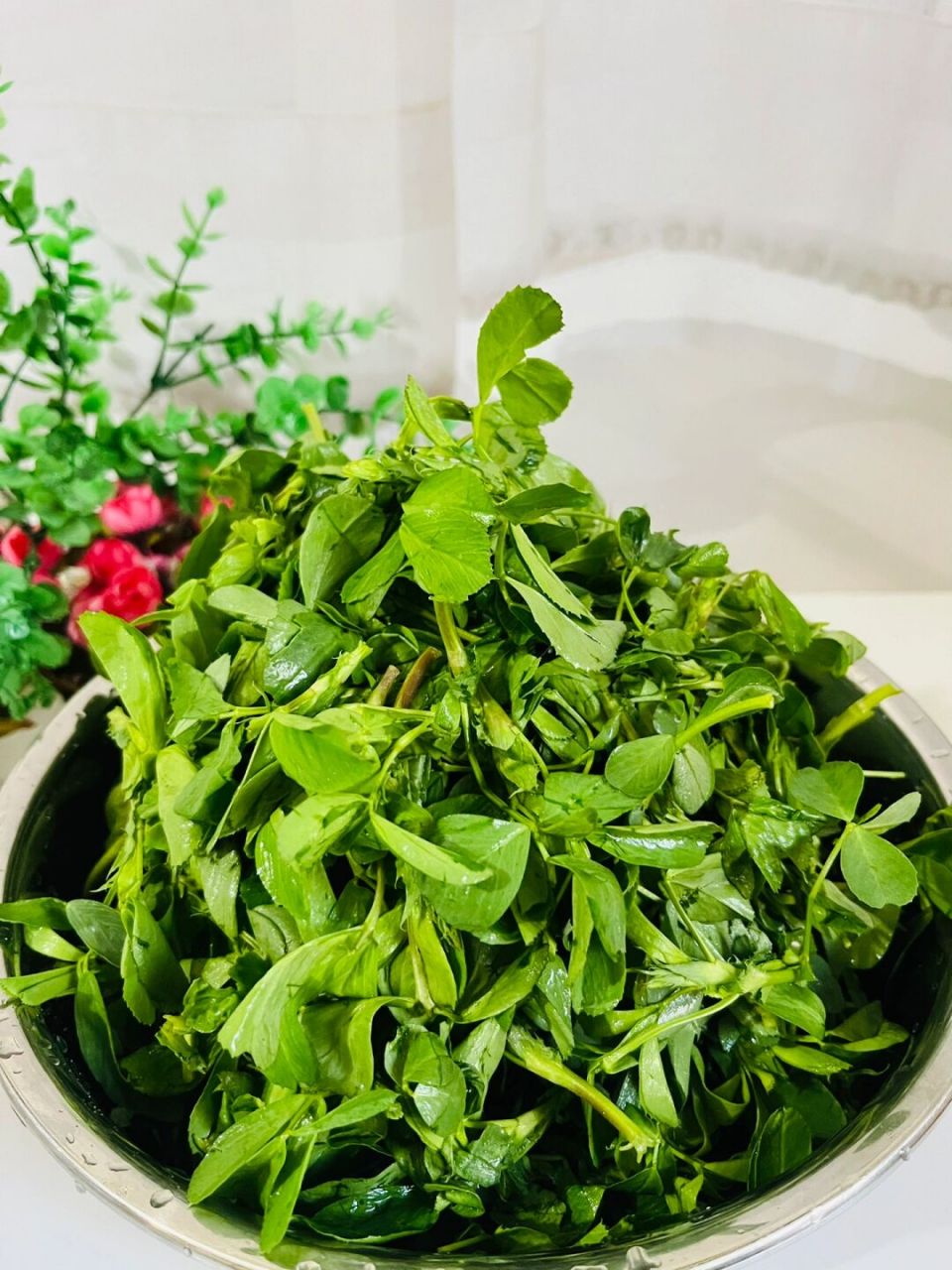 苜蓿菜就说:这个是他们没有菜的时候吃的菜,小时候经常吃的野菜野菜