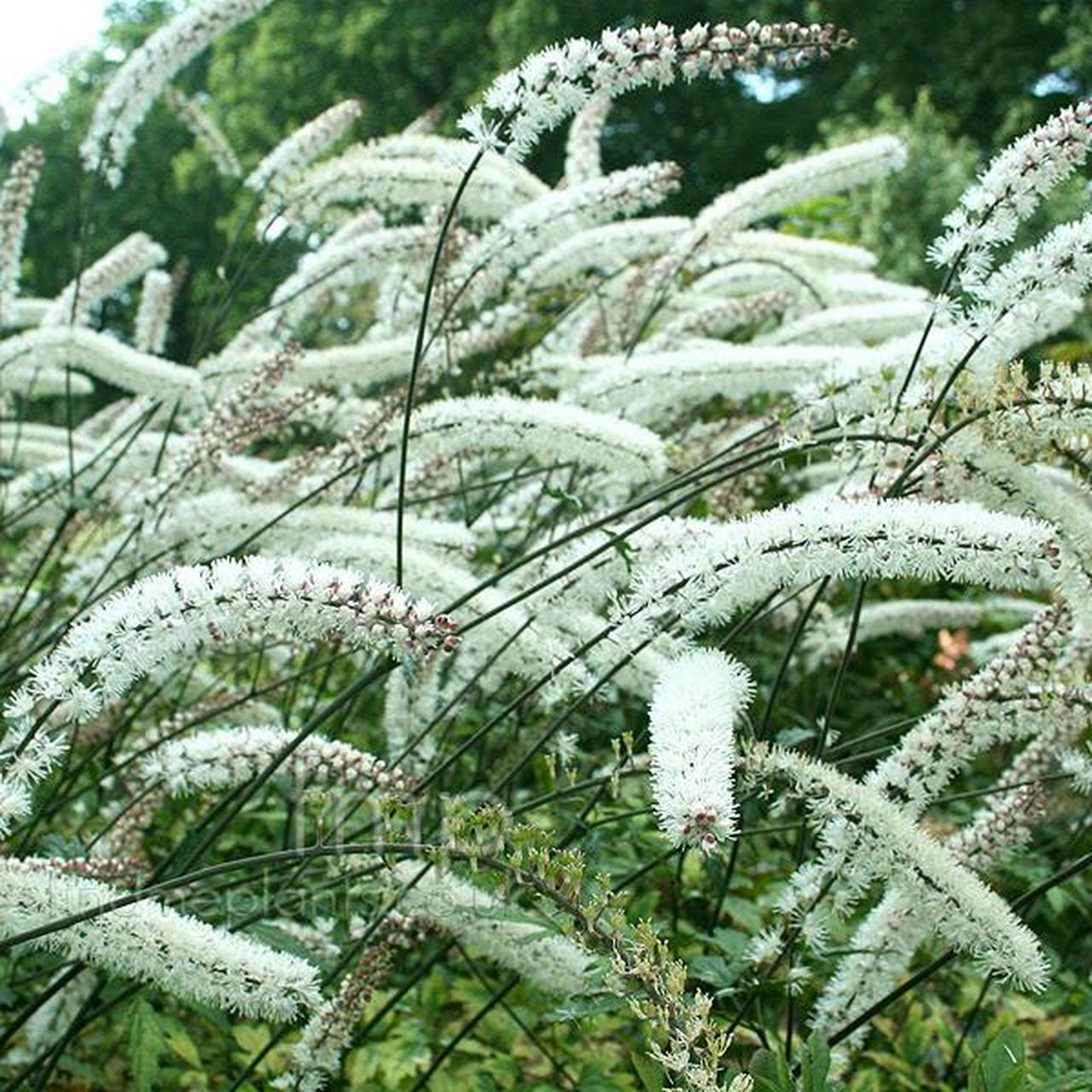 类叶升麻actaea matsumurae elstead variety是一种多年生草本