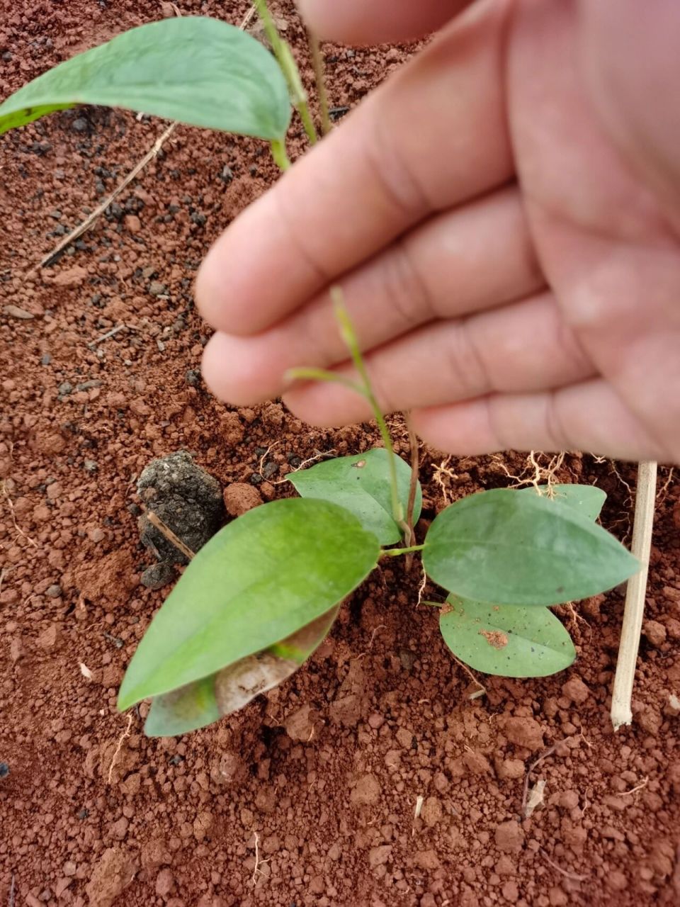 土茯苓芽苗,土茯苓苗,土茯苓种植 种好土茯苓,做村里至靓的的!