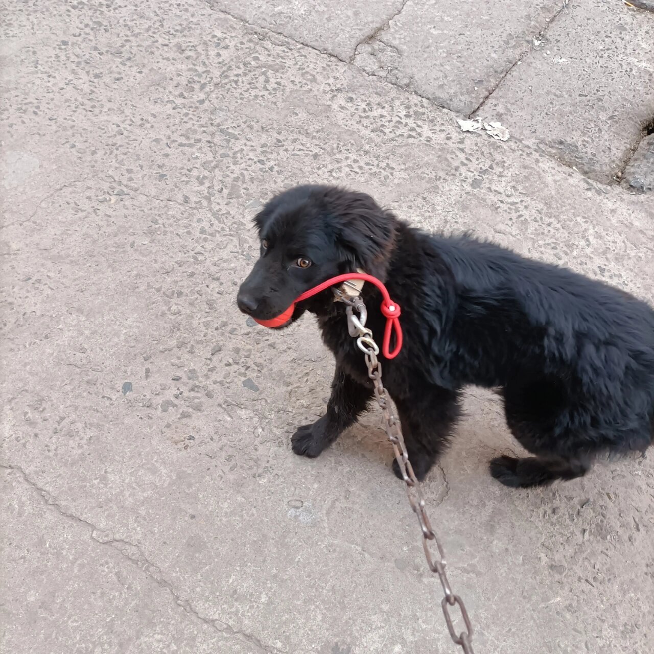 平毛寻回犬