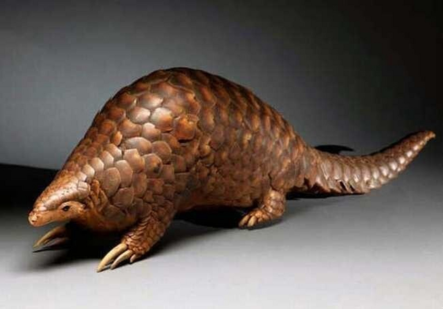 穿山甲 穿山甲属(学名:manis), 是鳞甲目穿山甲科的一个属,共有4个物