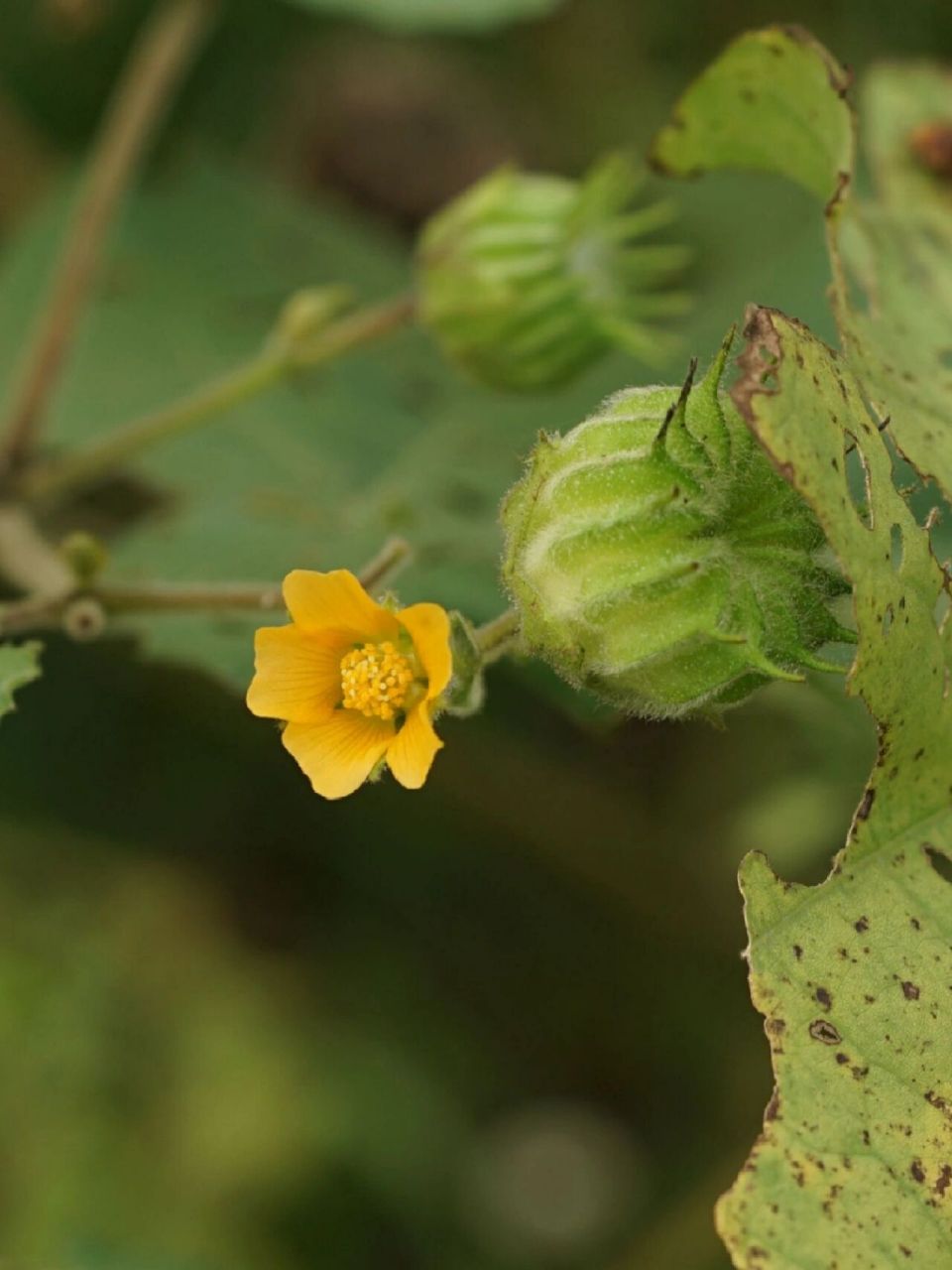 身边的植物4 - 苘麻 苘麻 abutilon theophrasti 又名磨盘草,车轮草