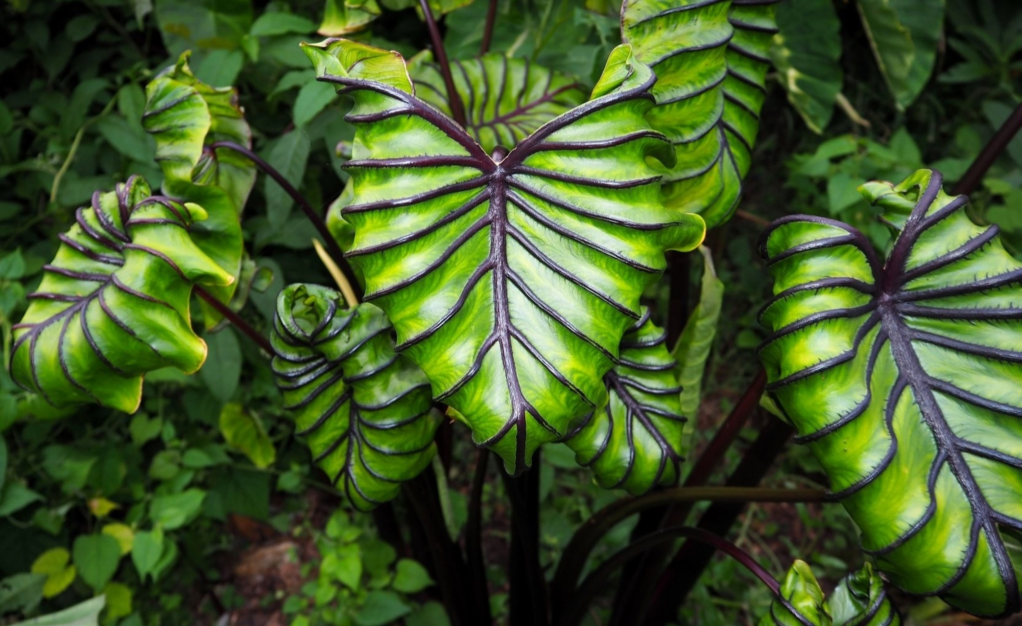 芋属全图鉴图片索引/对照锦化植物海芋订正 colocasia esculenta 芋头