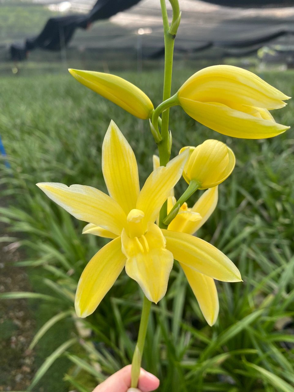 建兰名品神童冠开花啦!这也太好看了吧!