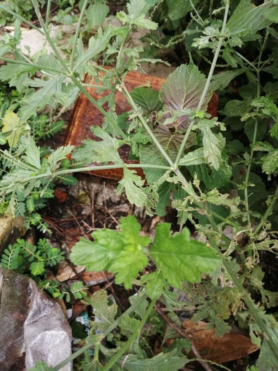 马鞭草用于妇科的疾病,用于治疗闭经,痛经,也可以用于治疗妇科的症瘕