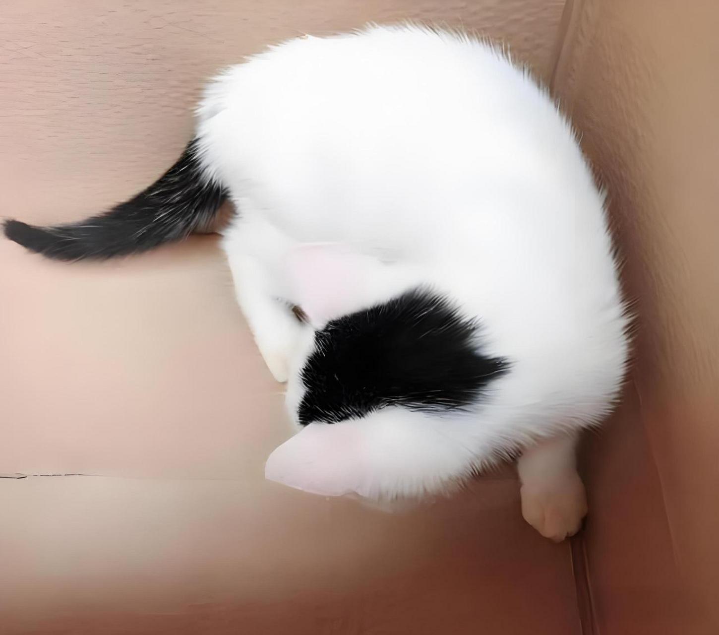 你不知道的猫咪——鞭打绣球 鞭打绣球,首先以其独特的毛色和体态吸引