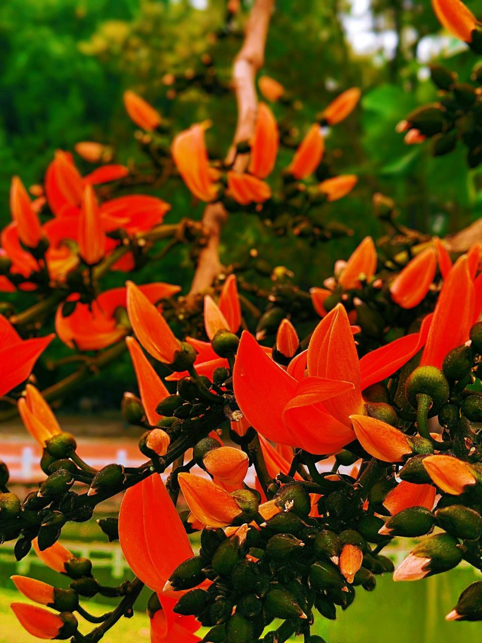 华南植物园 禾雀花图片
