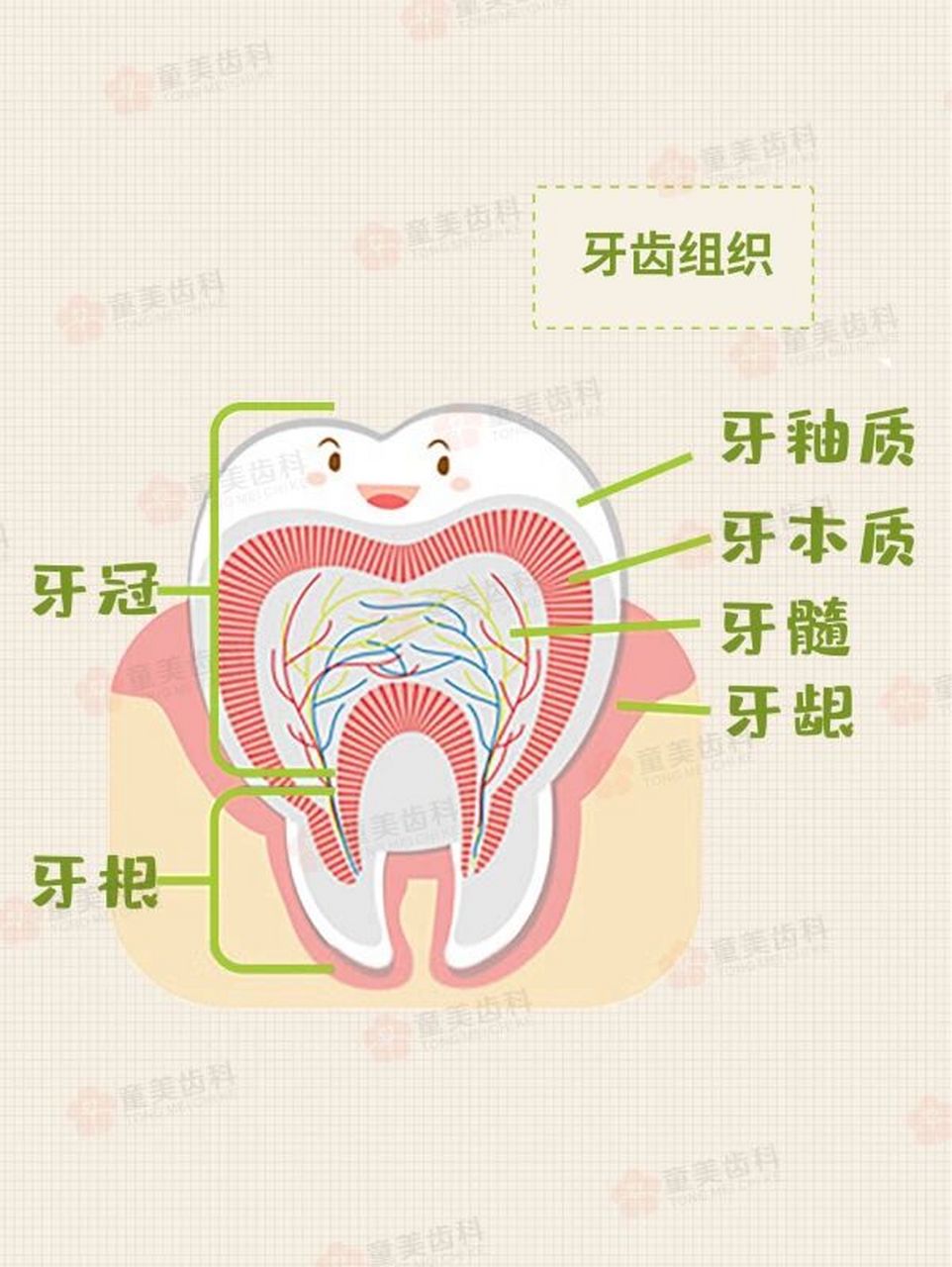 牙齿的部位图片