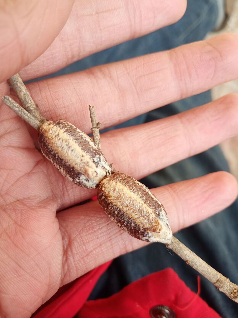 这个是螳螂卵吗