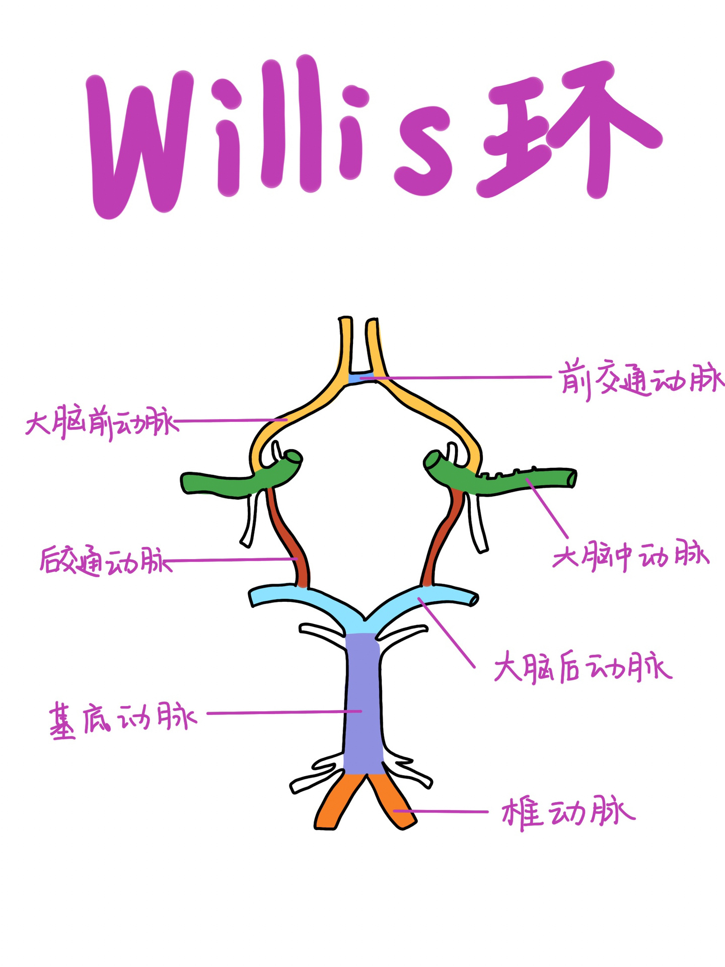 willis环图片图片